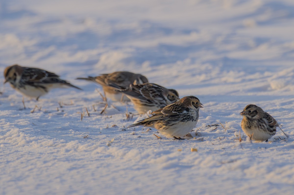 Lapland Longspur - ML646609999