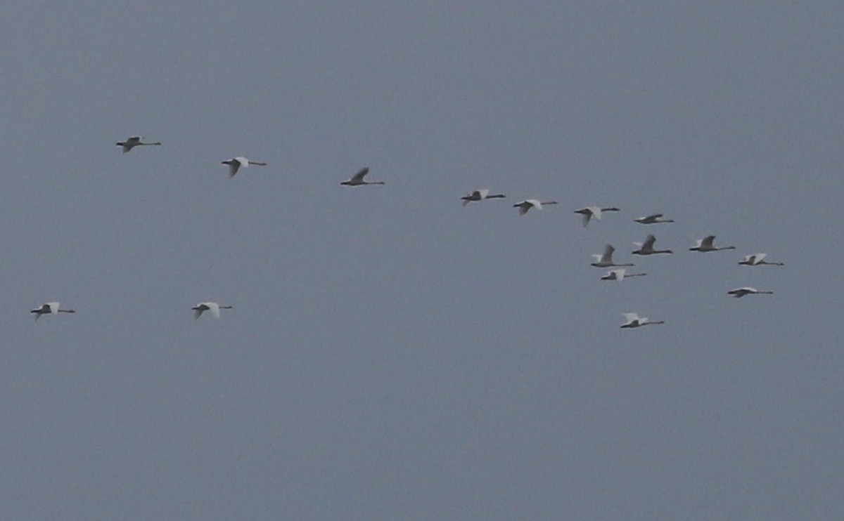 小天鵝(columbianus) - ML646610000