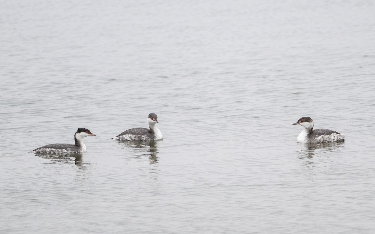 Horned Grebe - ML646610002