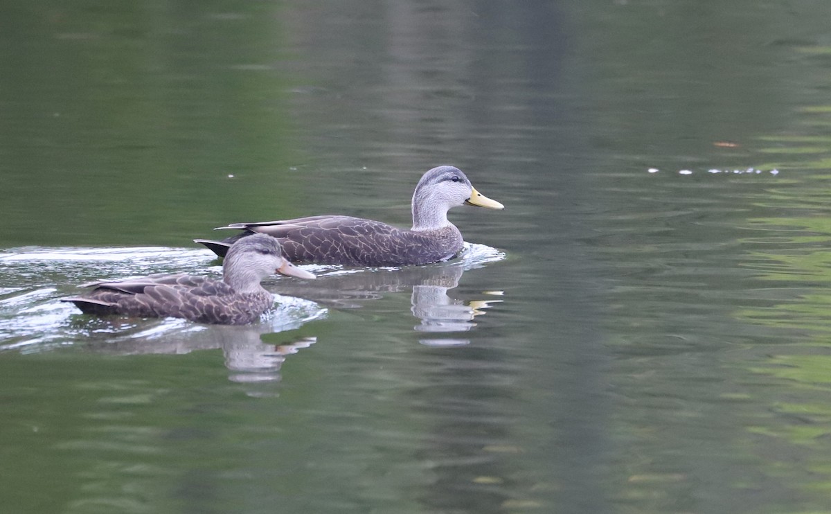 American Black Duck - ML646610003
