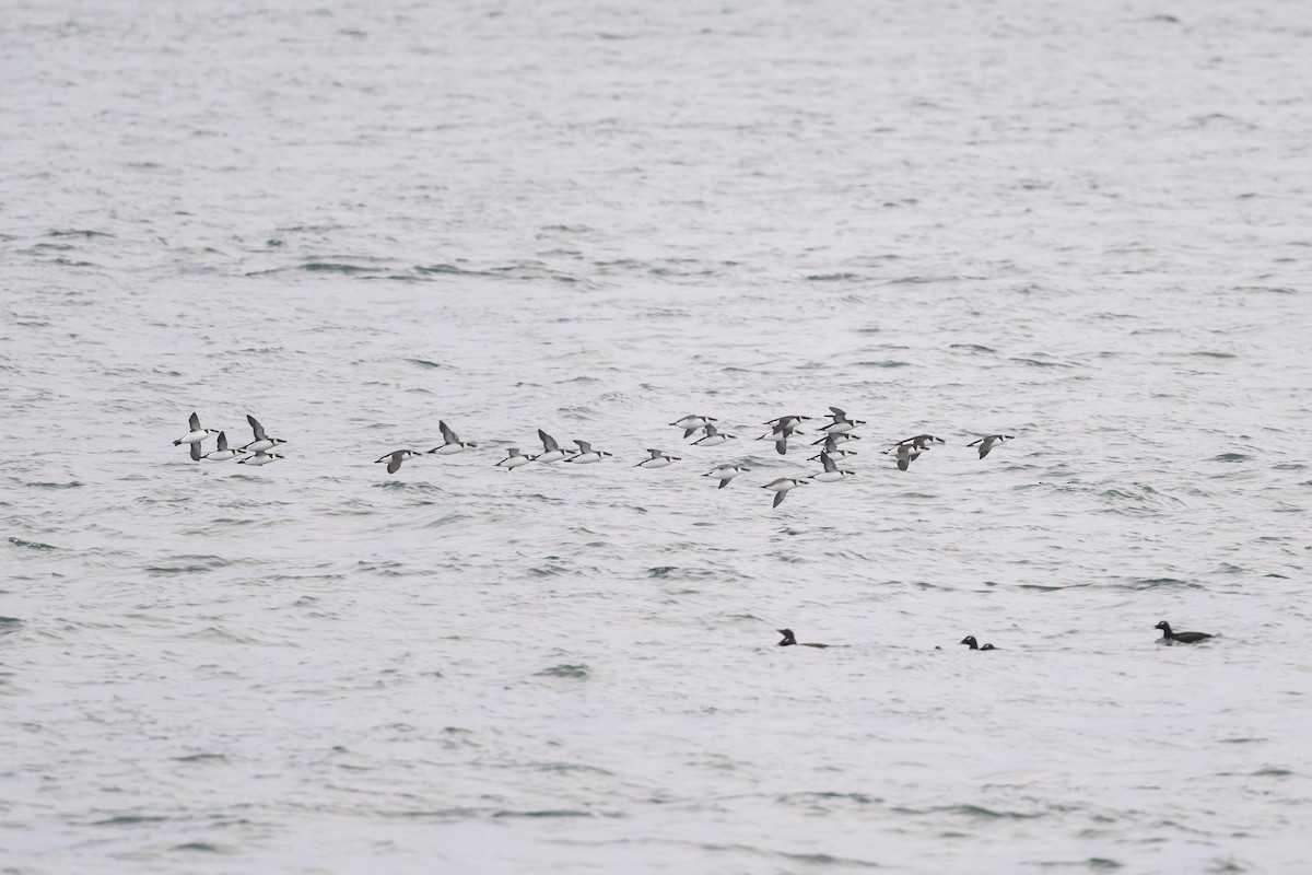 Razorbill - ML646610007