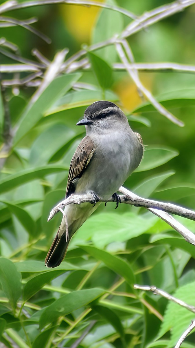 Crowned Slaty Flycatcher - ML646610008