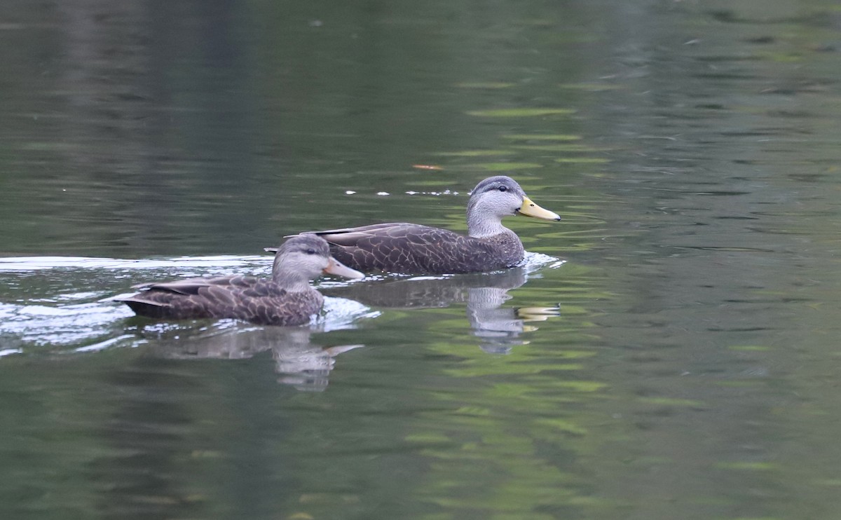 American Black Duck - ML646610009