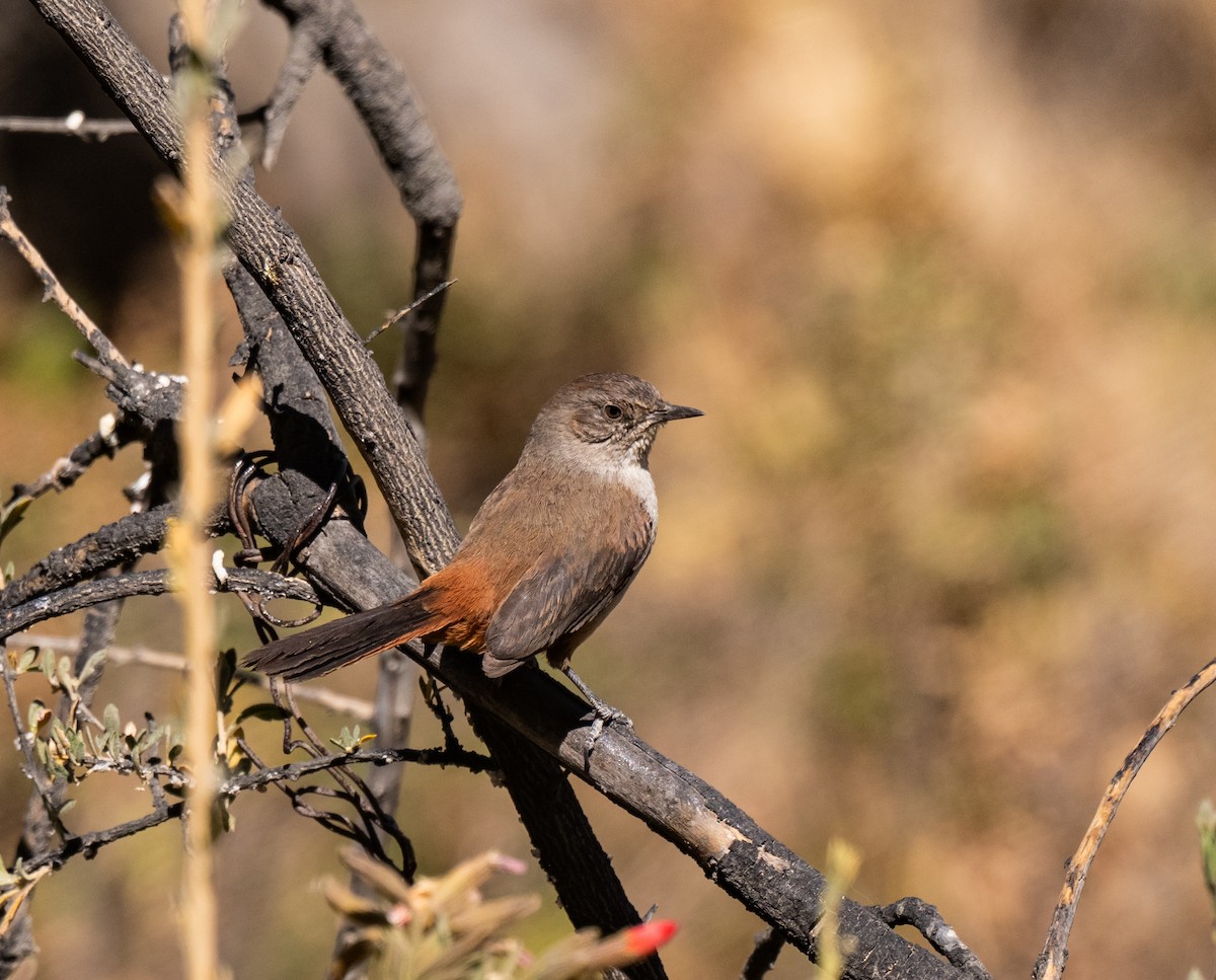 Dark-winged Canastero - ML646610010