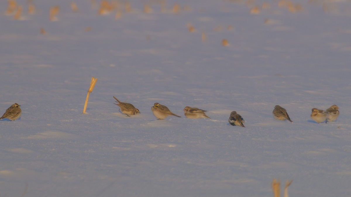 Snow Bunting - ML646610013