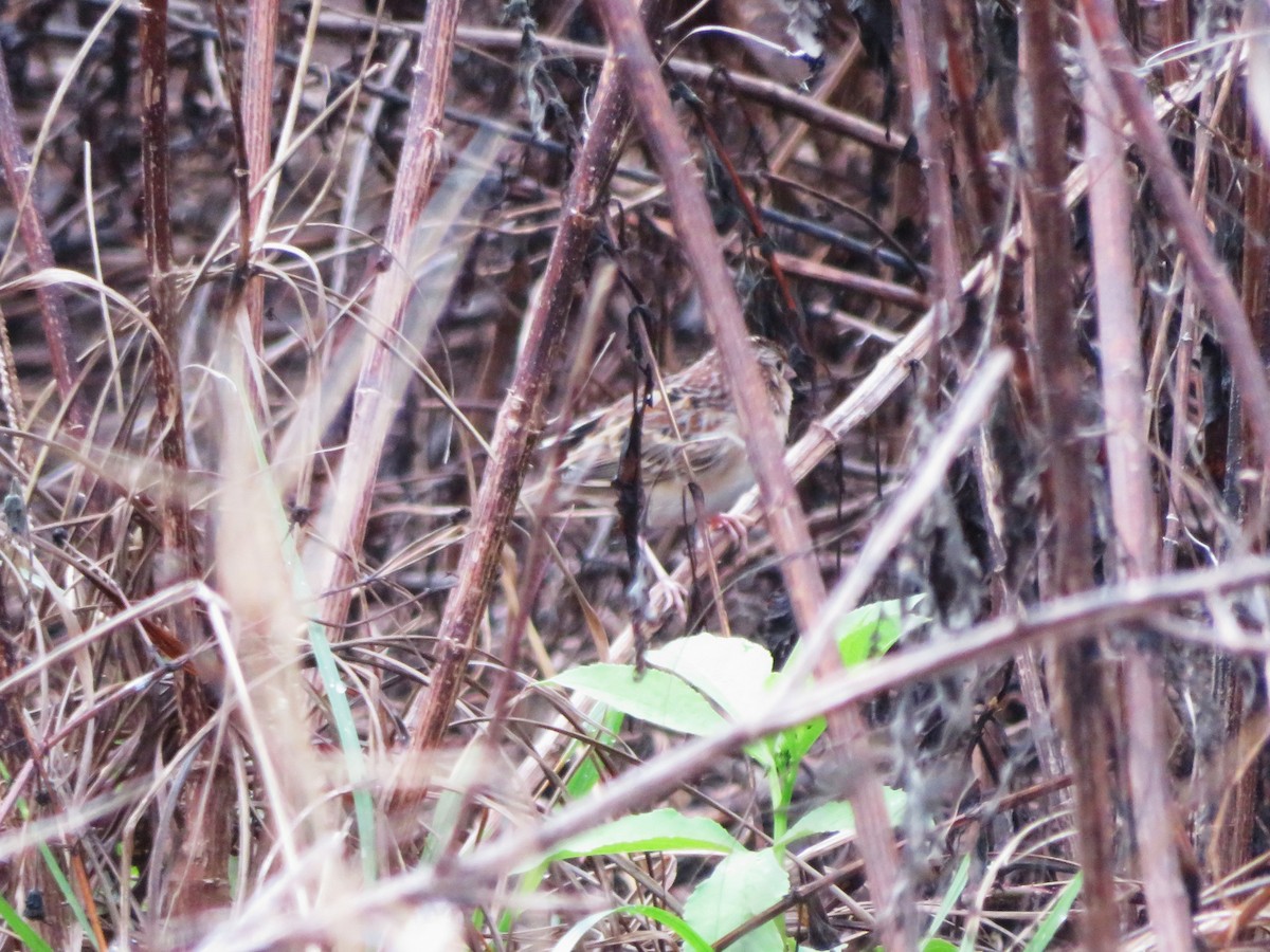 Grasshopper Sparrow - ML646610014