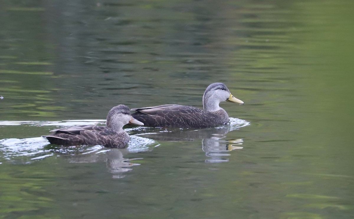 American Black Duck - ML646610015