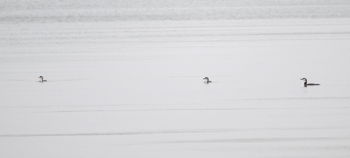 Common Loon - ML646610016