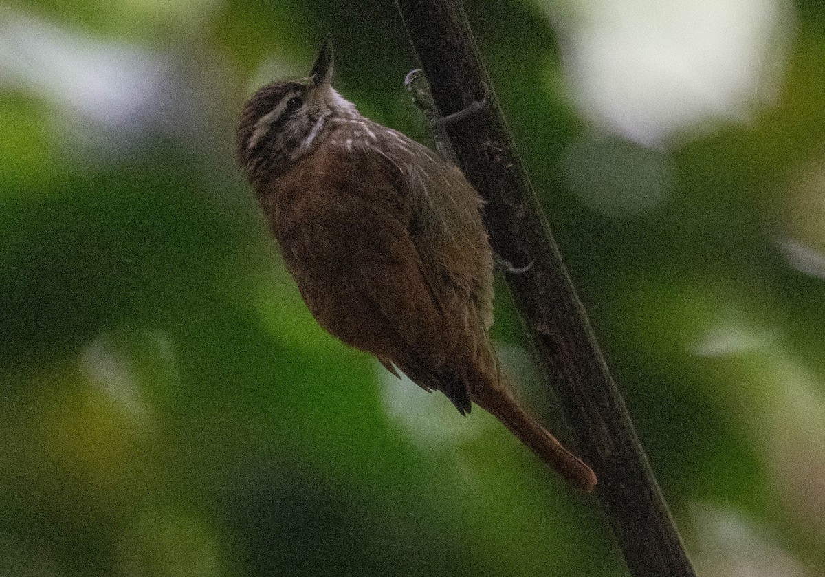 Streaked Xenops - ML646610018