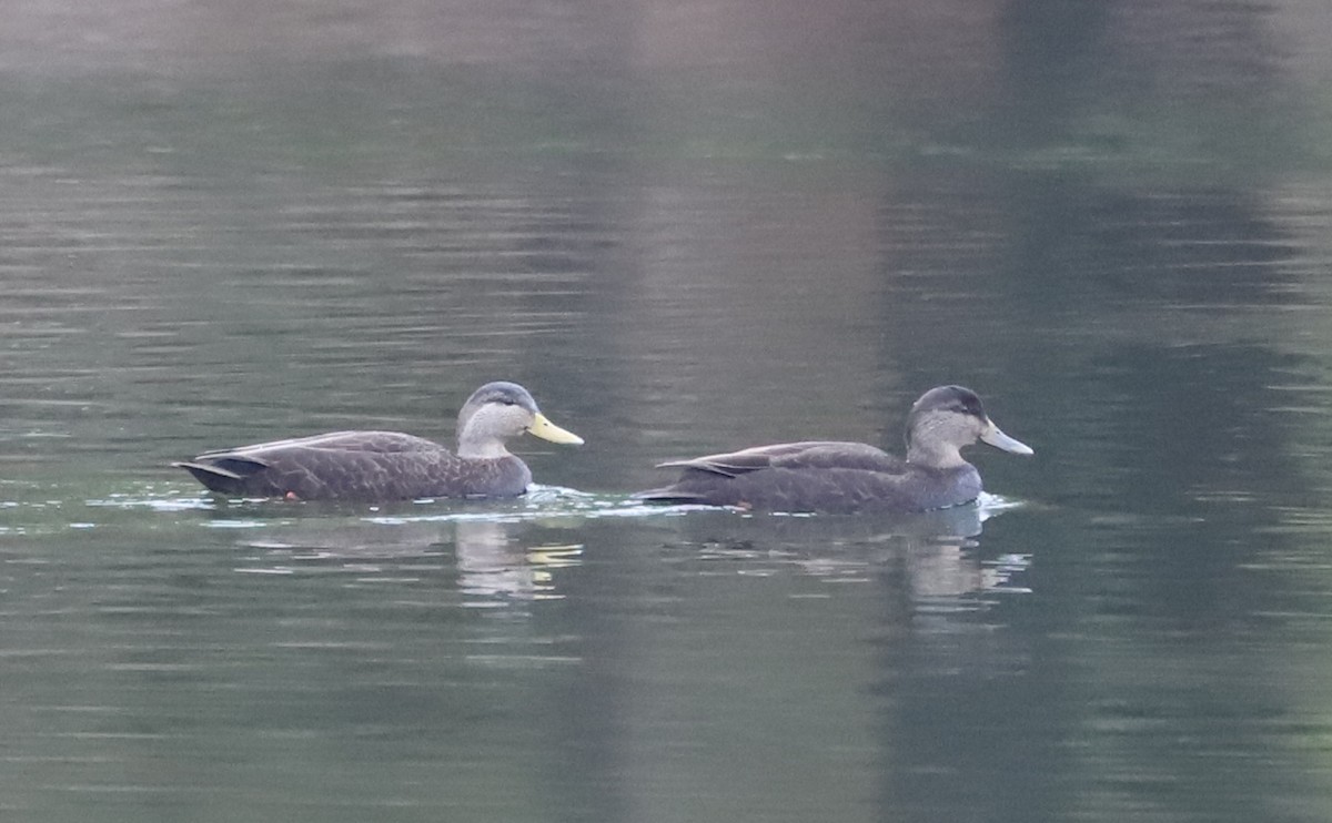 American Black Duck - ML646610019