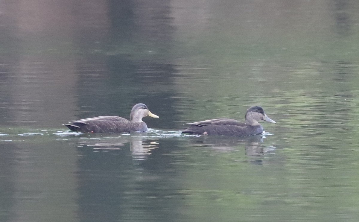 American Black Duck - ML646610022