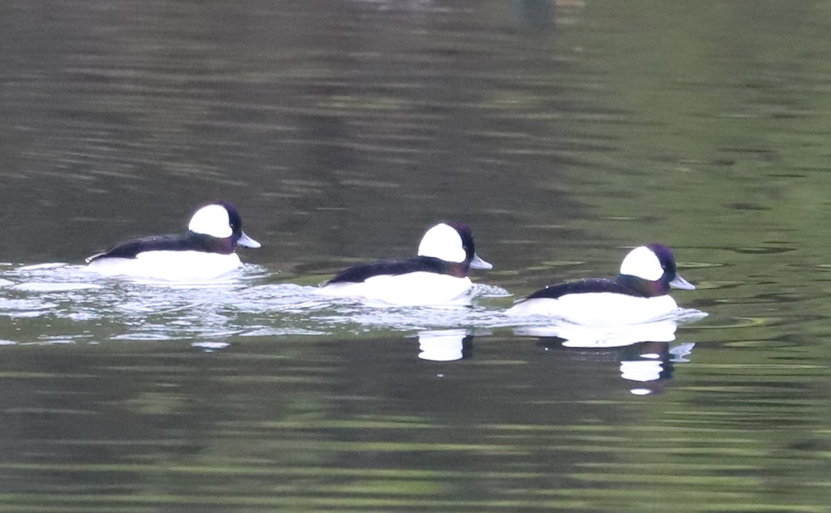 Bufflehead - ML646610033