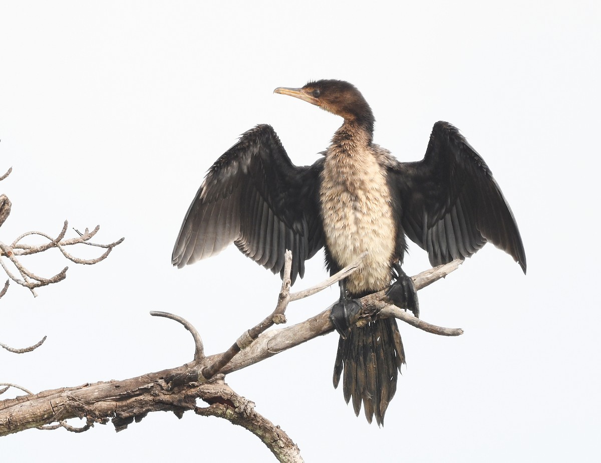 Reed Cormorant - ML646610034