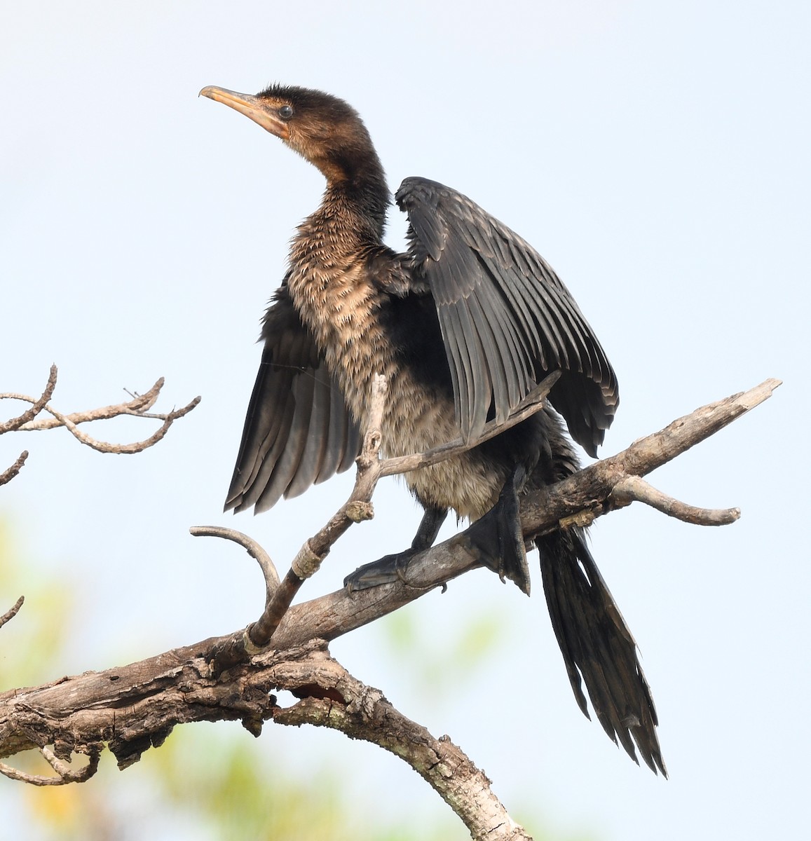 Reed Cormorant - ML646610035
