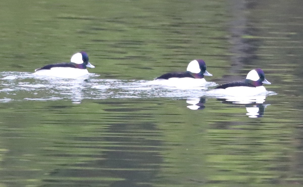 Bufflehead - ML646610036