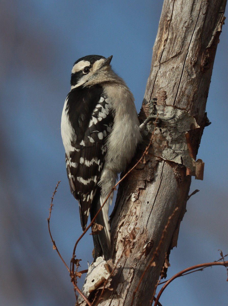 Dunenspecht - ML646610037