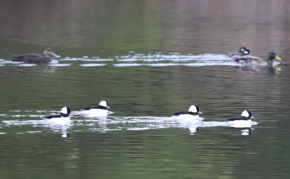 Bufflehead - ML646610038