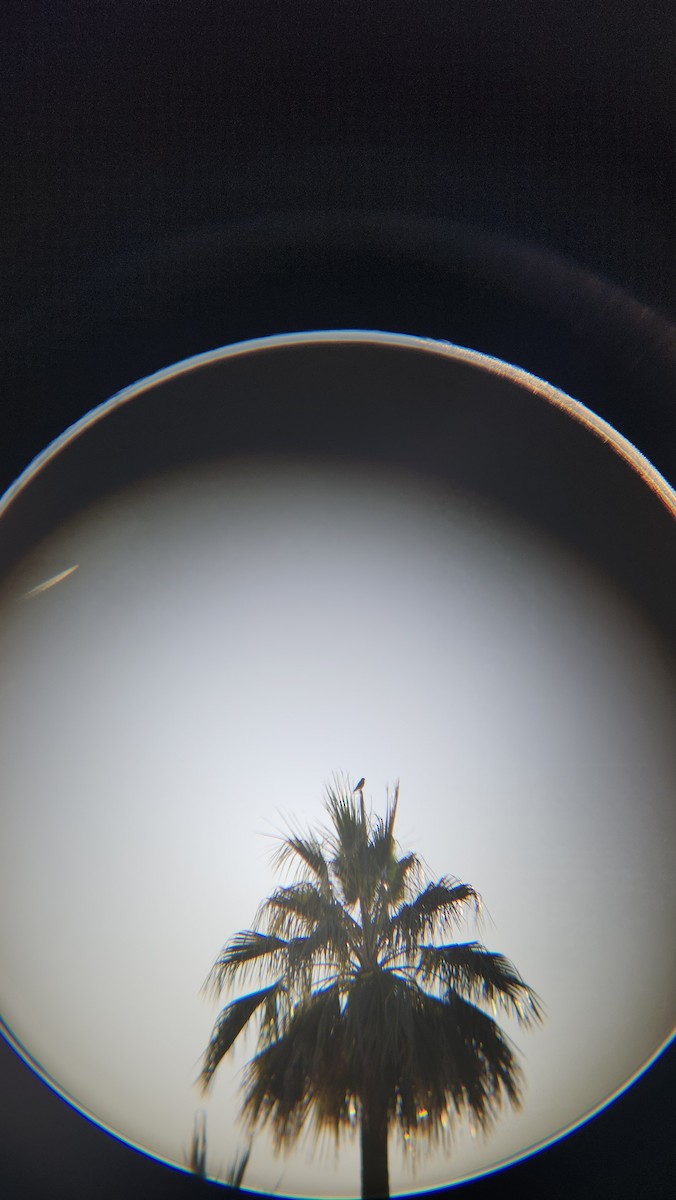 Crécerelle d'Amérique - ML646610042