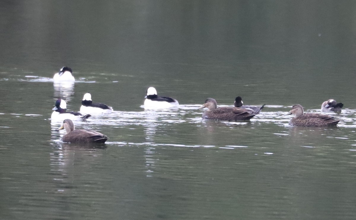 Bufflehead - ML646610043