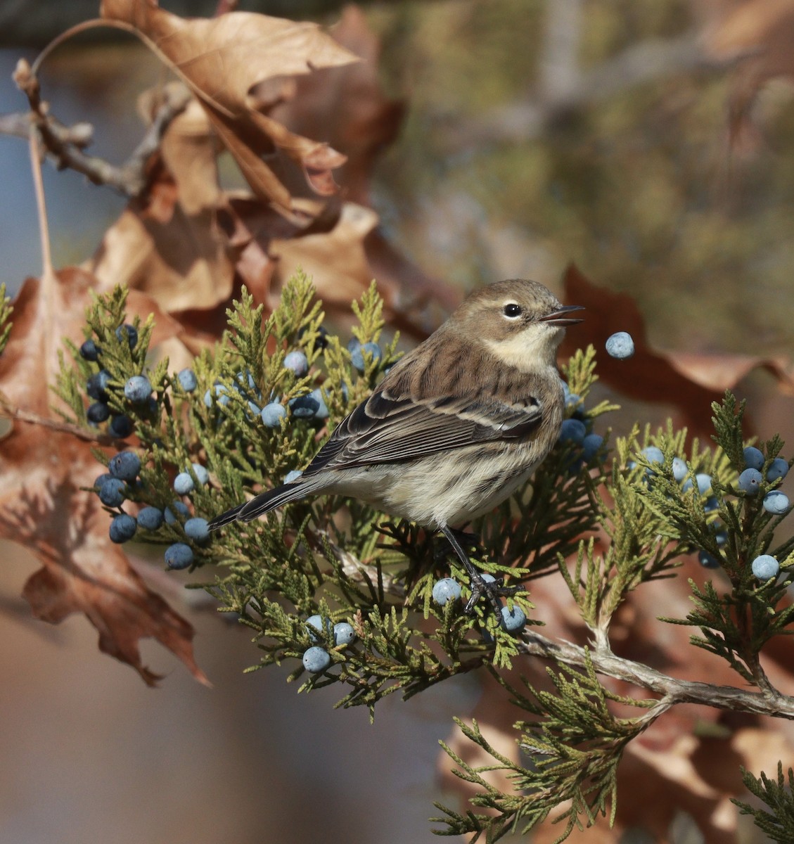 キヅタアメリカムシクイ（coronata） - ML646610044