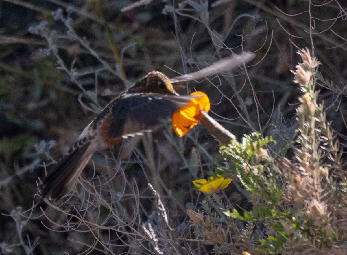 Giant Hummingbird - ML646610045