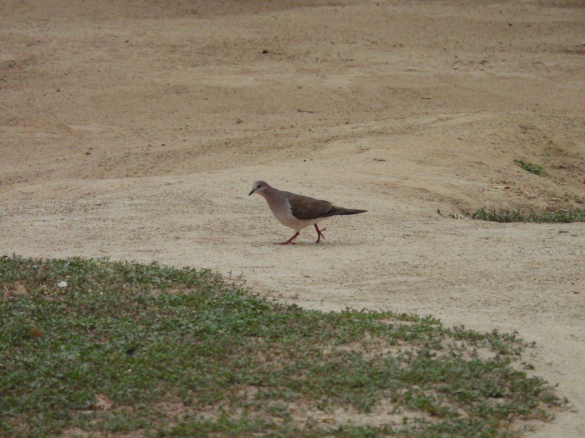 White-tipped Dove - ML646610047