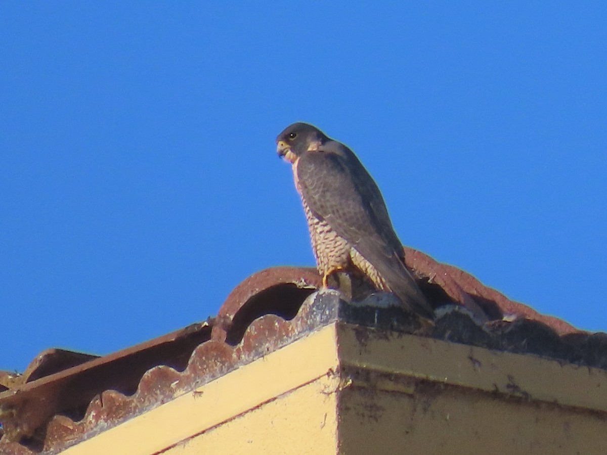 Peregrine Falcon - ML646610048