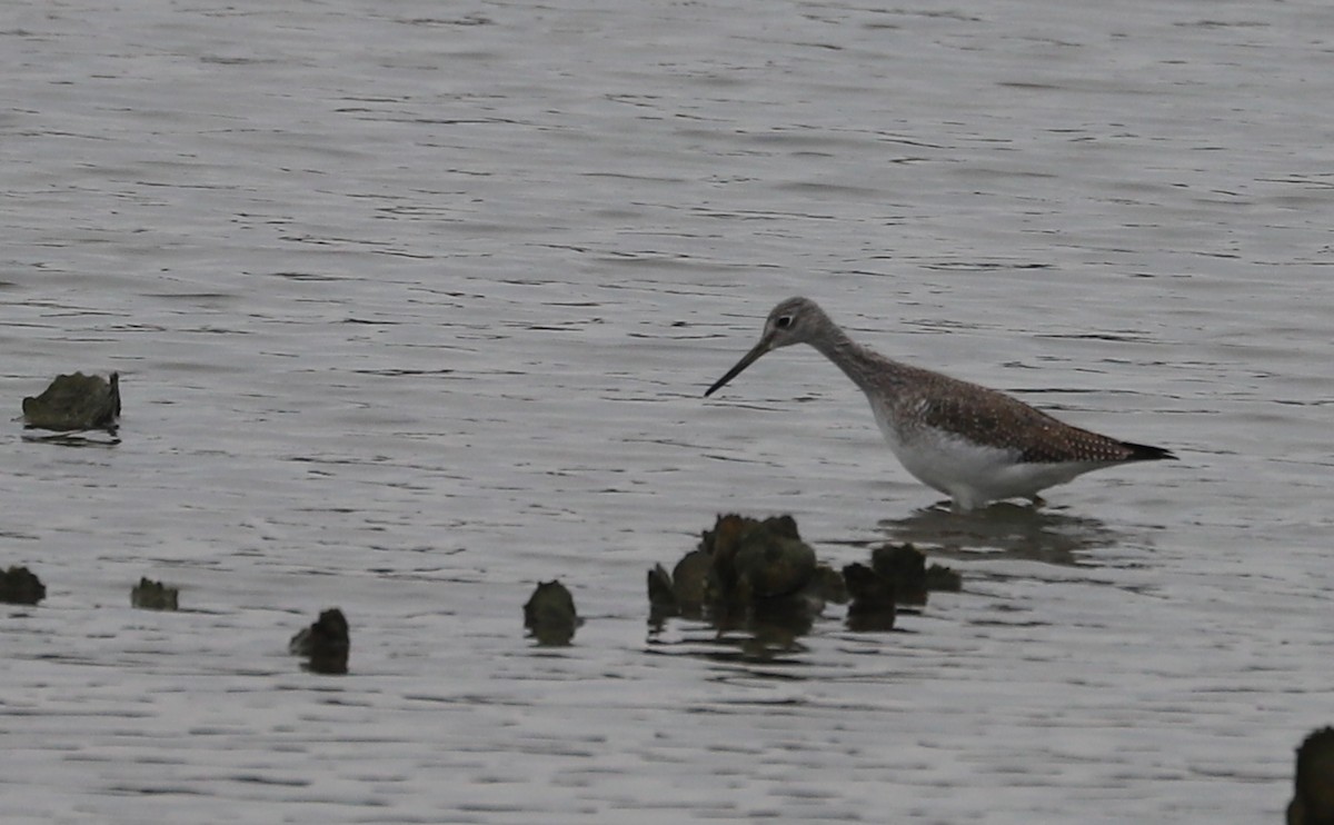Greater Yellowlegs - ML646610051