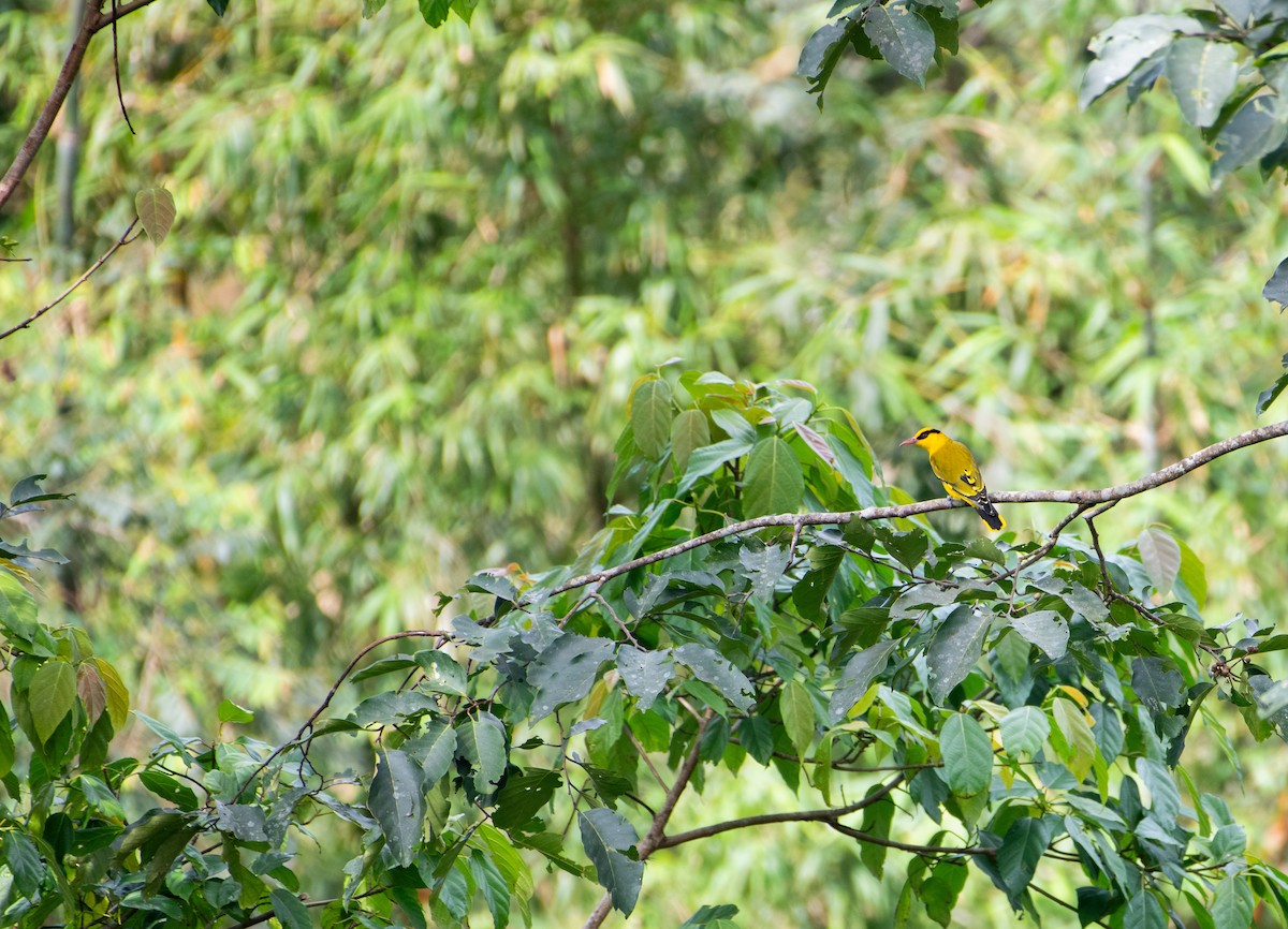 Slender-billed Oriole - ML646610052