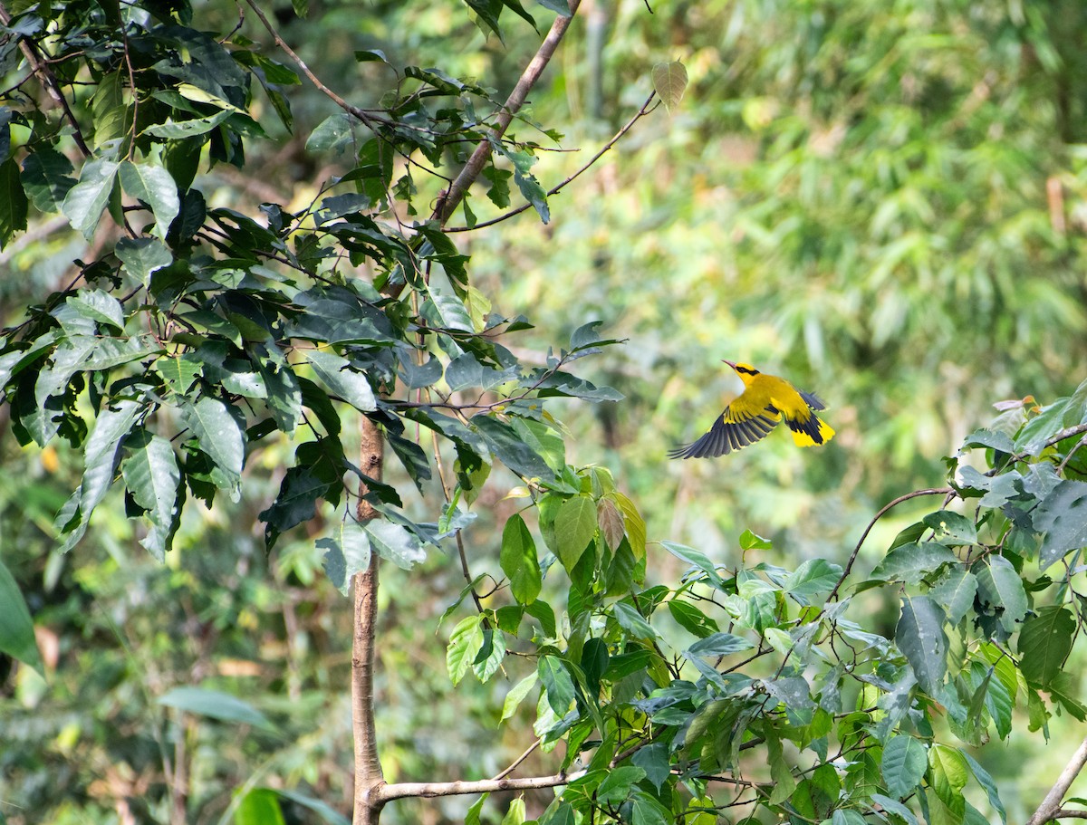 Slender-billed Oriole - ML646610053
