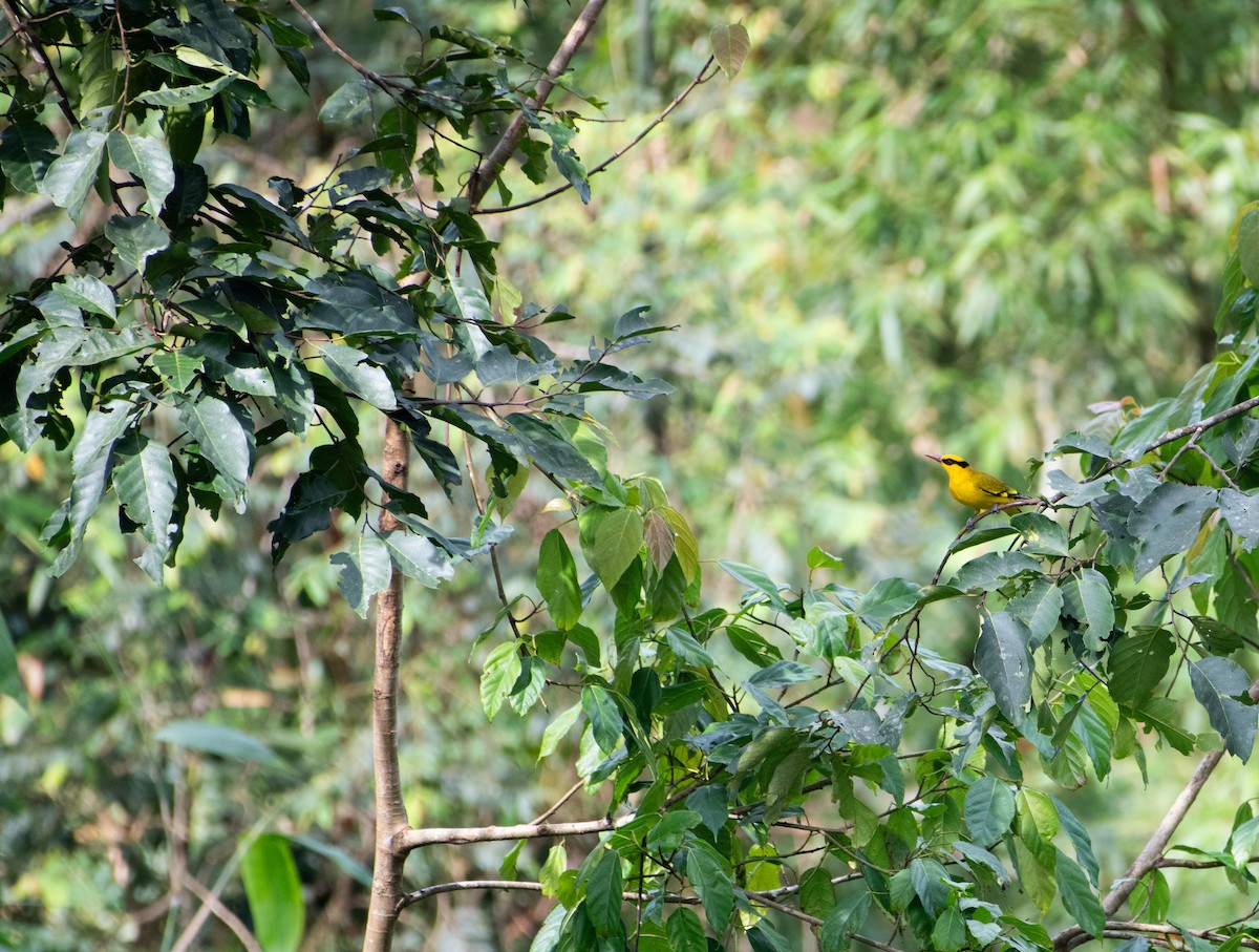 Slender-billed Oriole - ML646610055