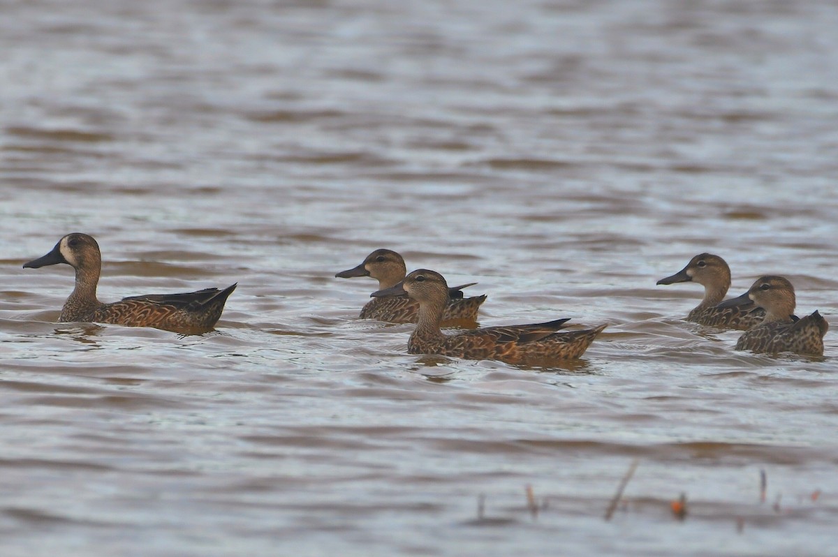 Blue-winged Teal - ML646610056