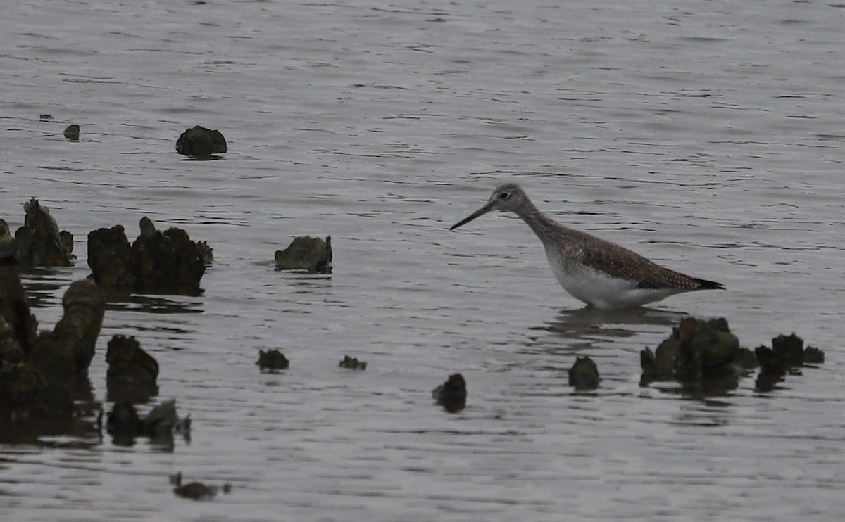 Greater Yellowlegs - ML646610057