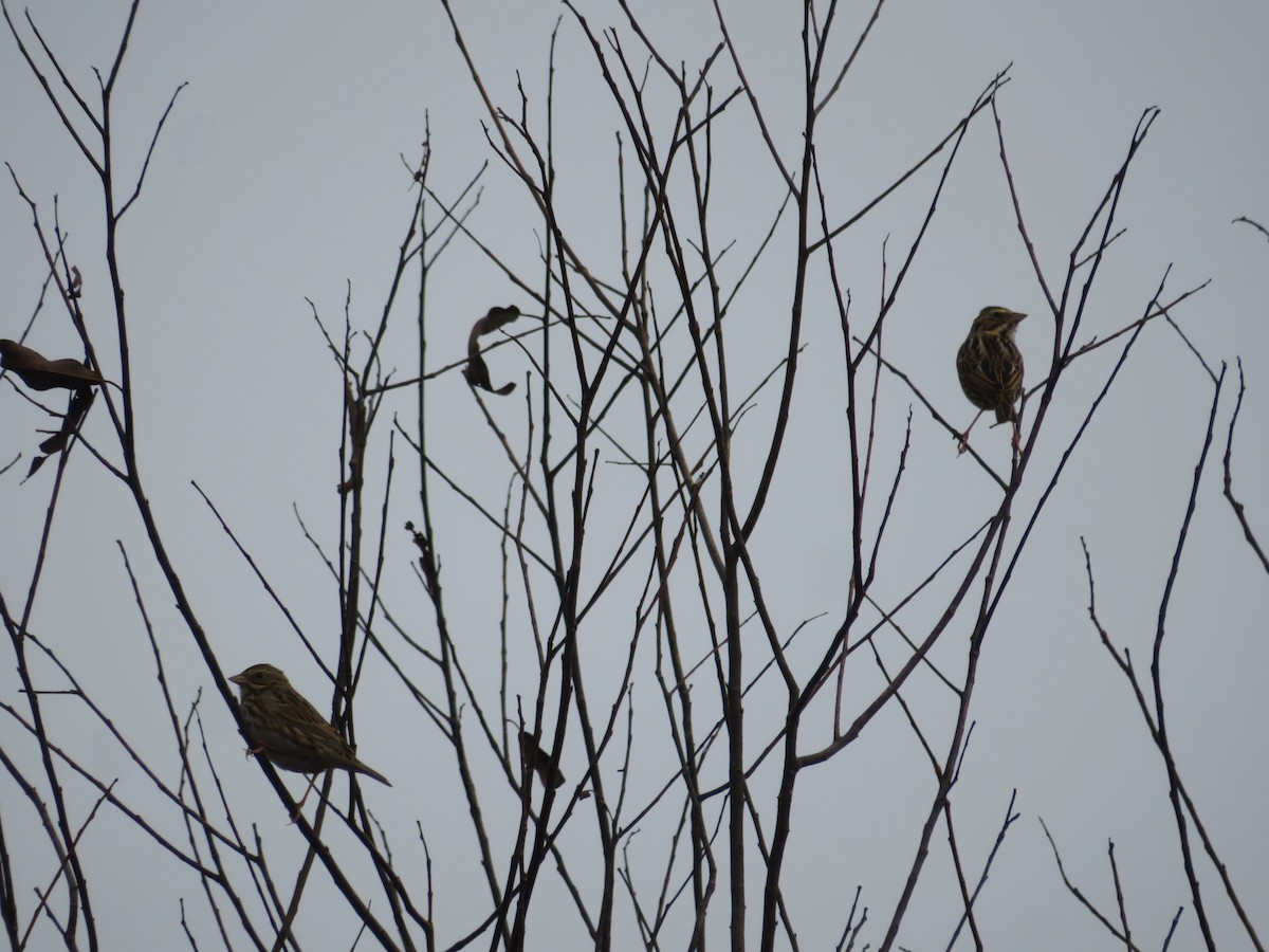 稀樹草鵐 - ML646610058