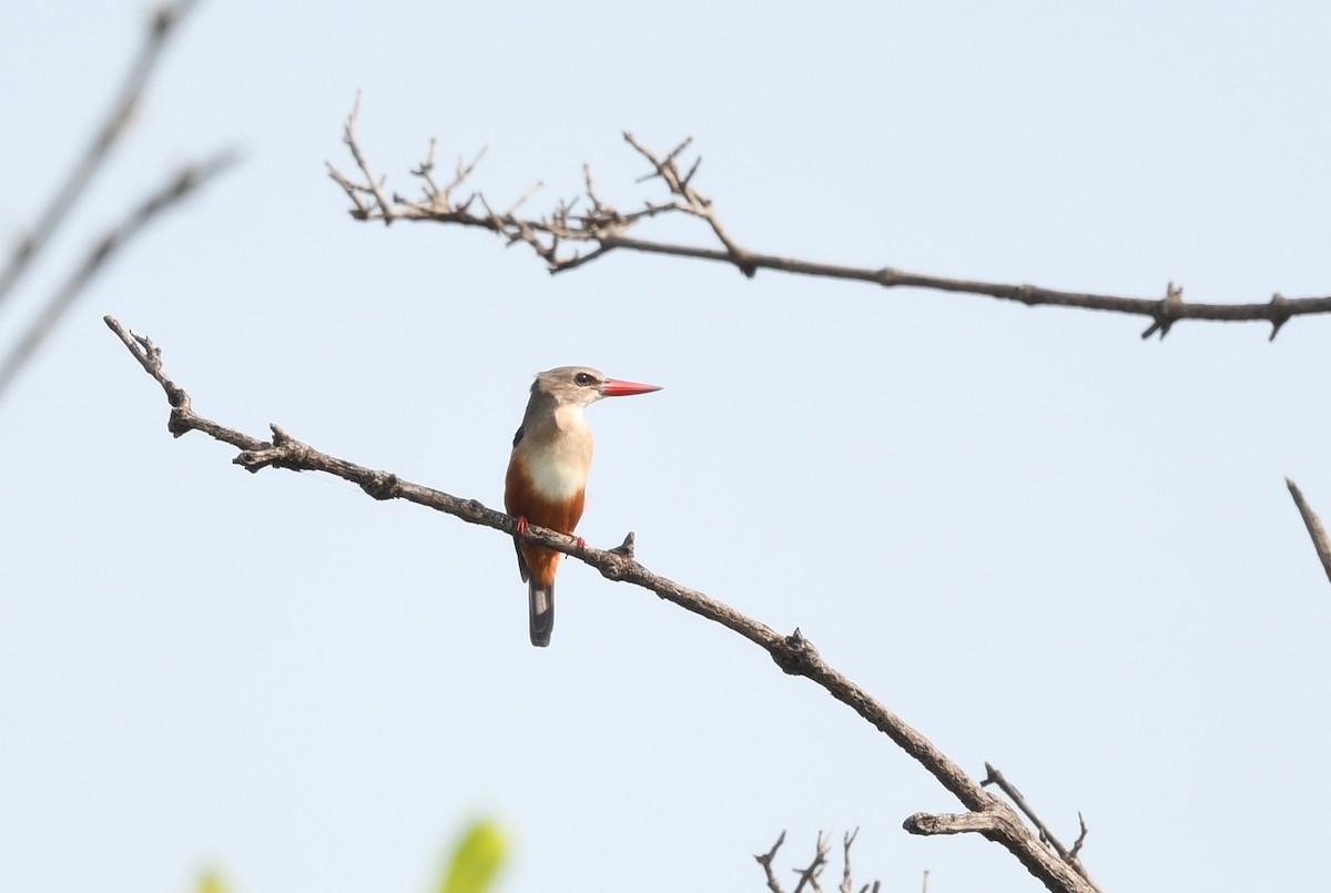 Gray-headed Kingfisher - ML646610059