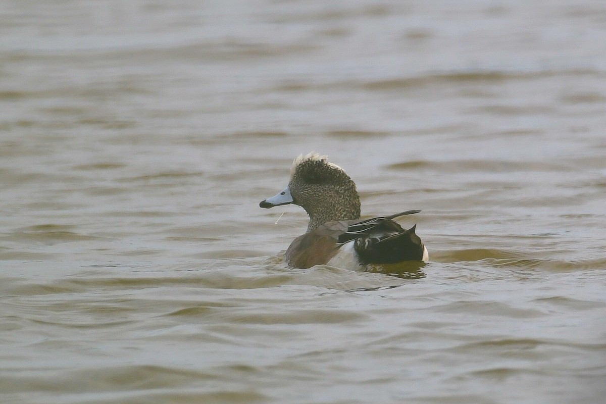 葡萄胸鴨 - ML646610060