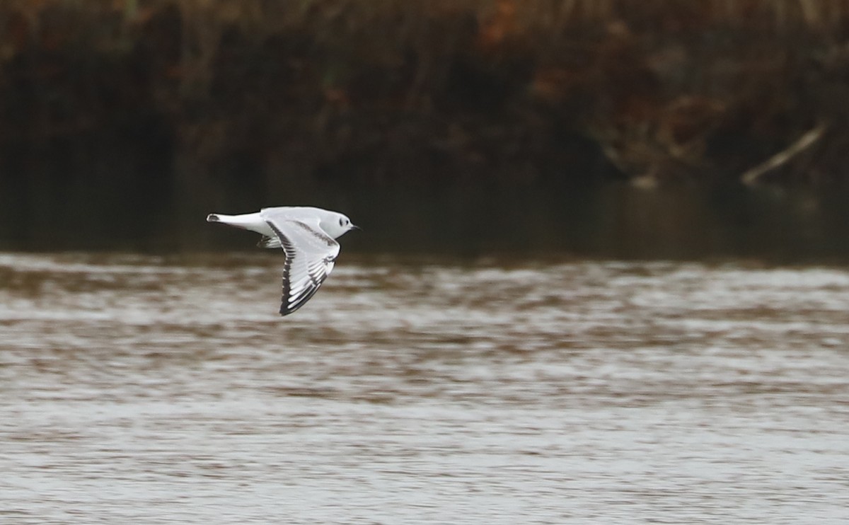 Bonaparte's Gull - ML646610061