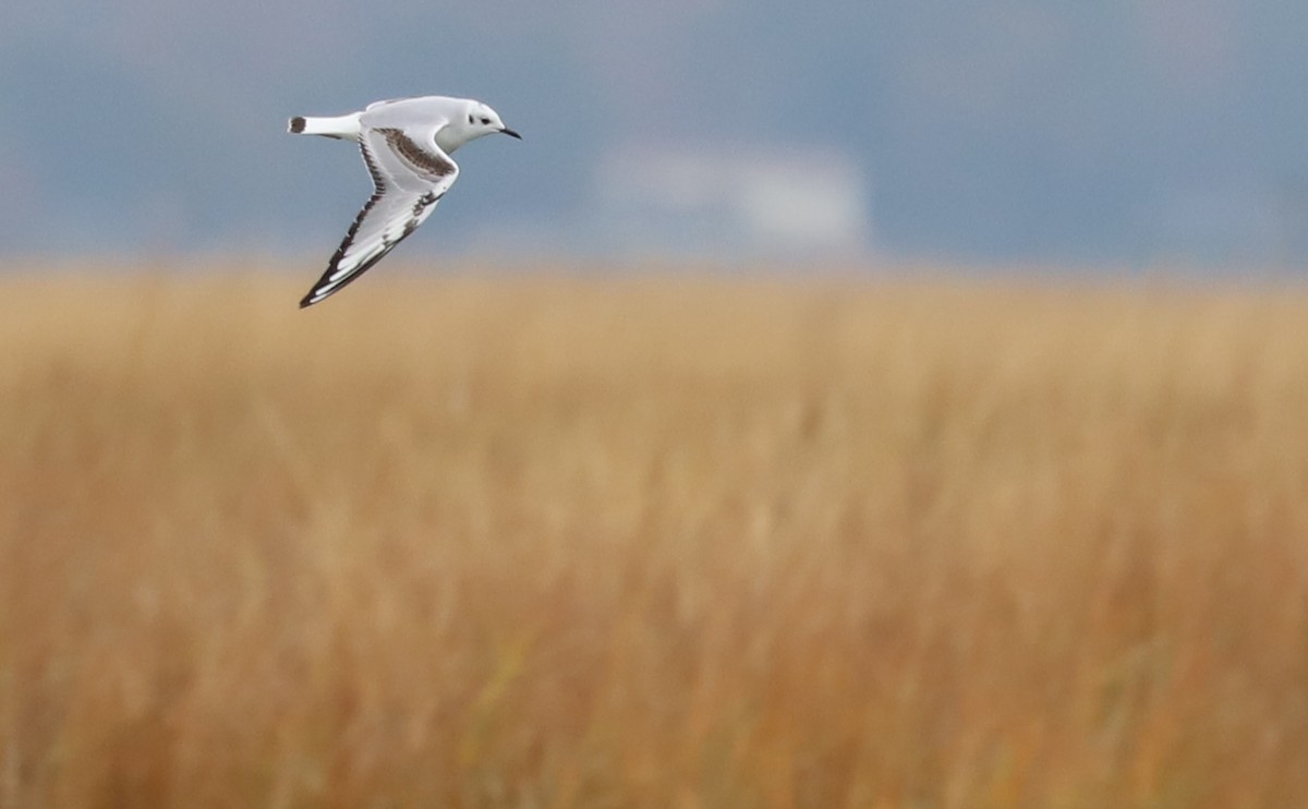 Bonaparte's Gull - ML646610062