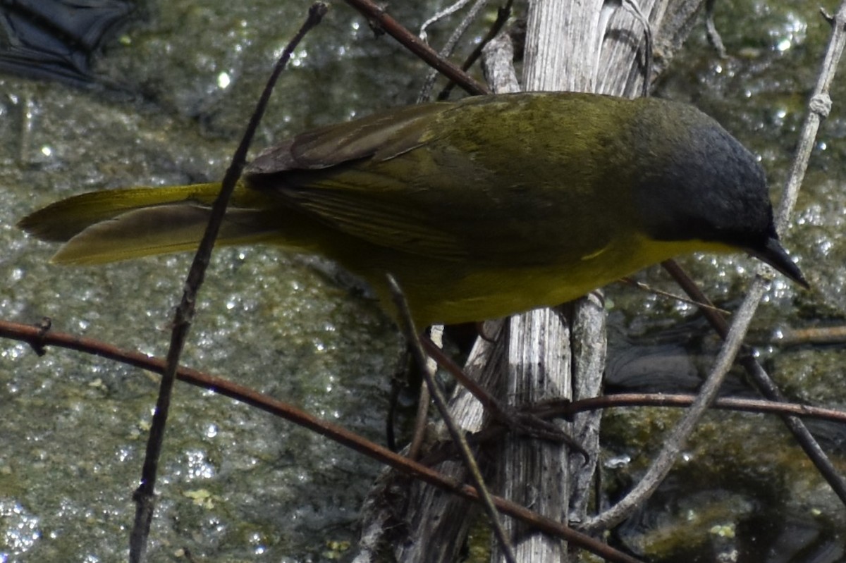 Southern Yellowthroat - ML646610063