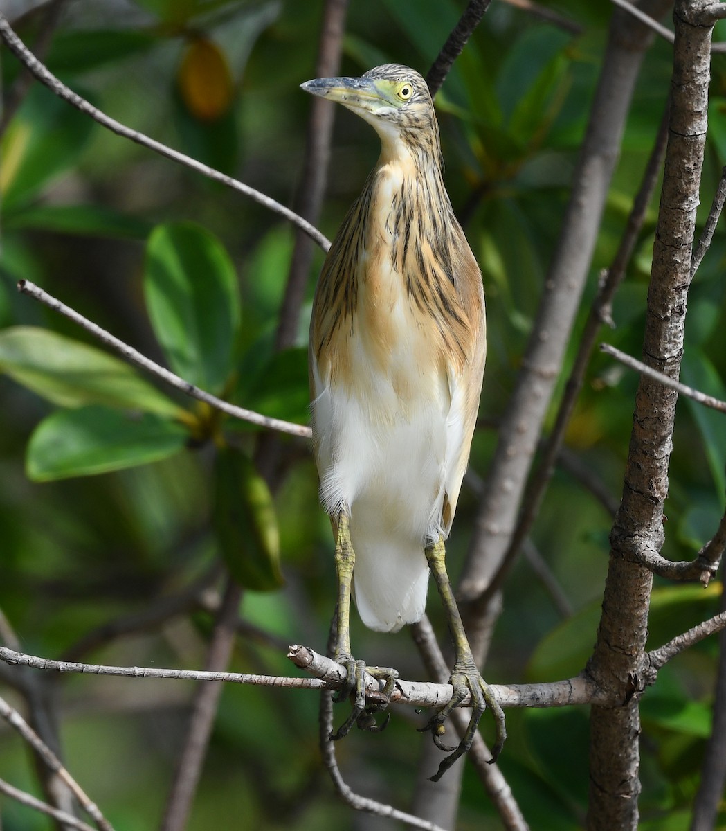 Squacco Heron - ML646610064