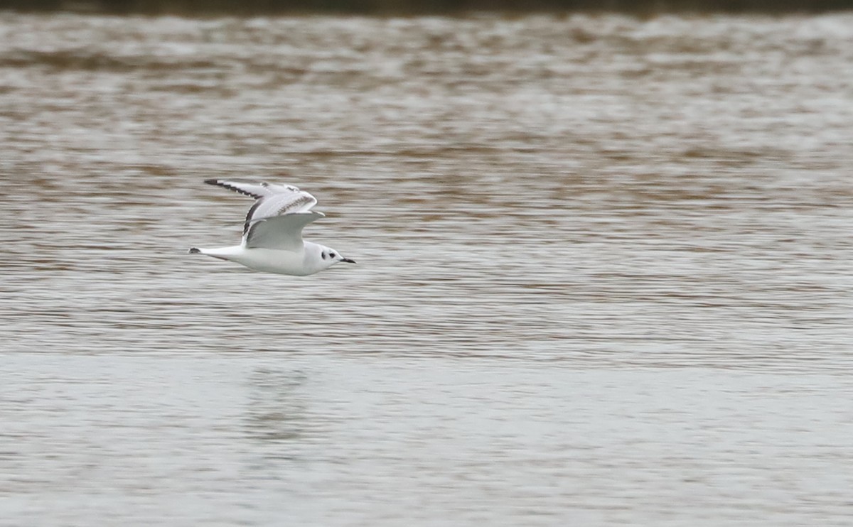 Bonaparte's Gull - ML646610065