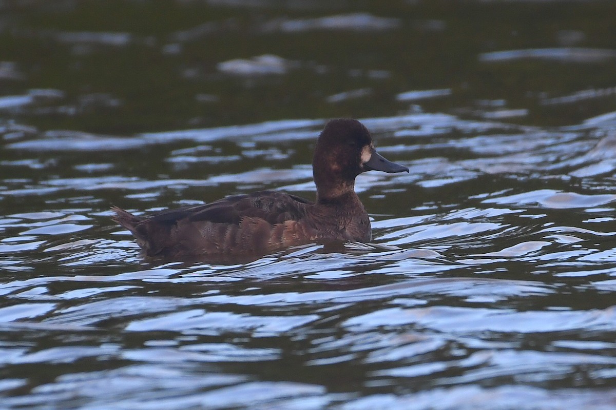 小斑背潛鴨 - ML646610067