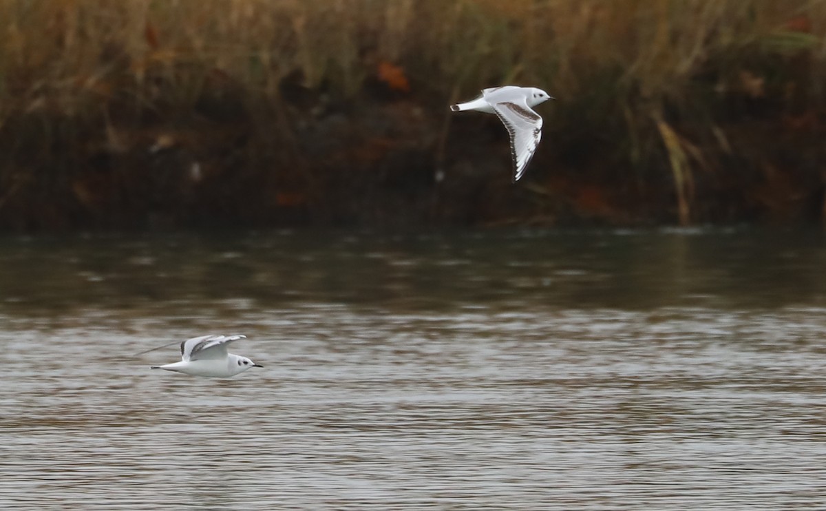 Bonaparte's Gull - ML646610070