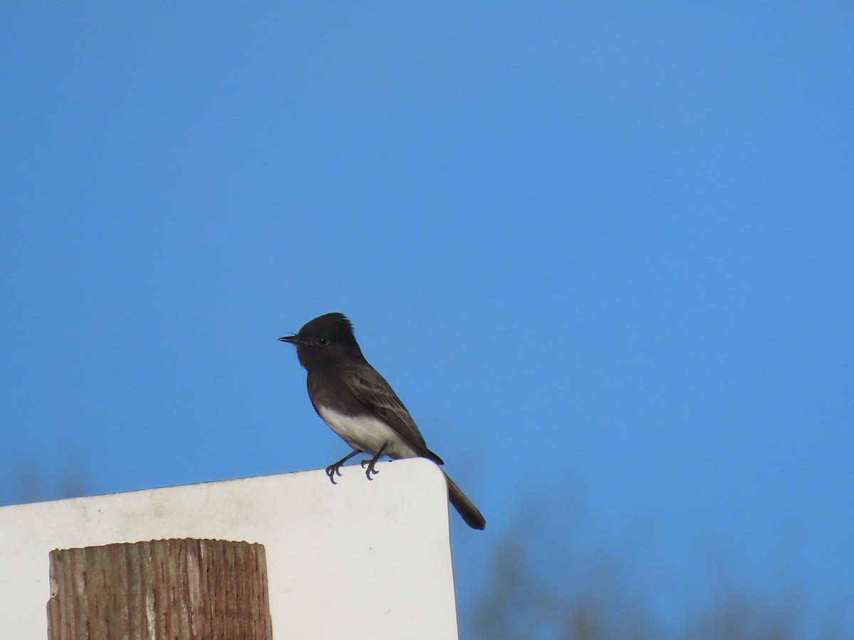 Black Phoebe - ML646610071