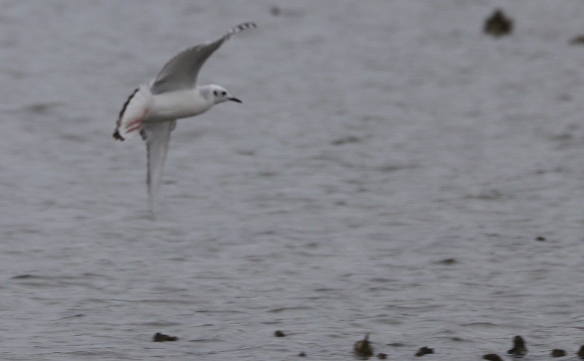 Bonaparte's Gull - ML646610072