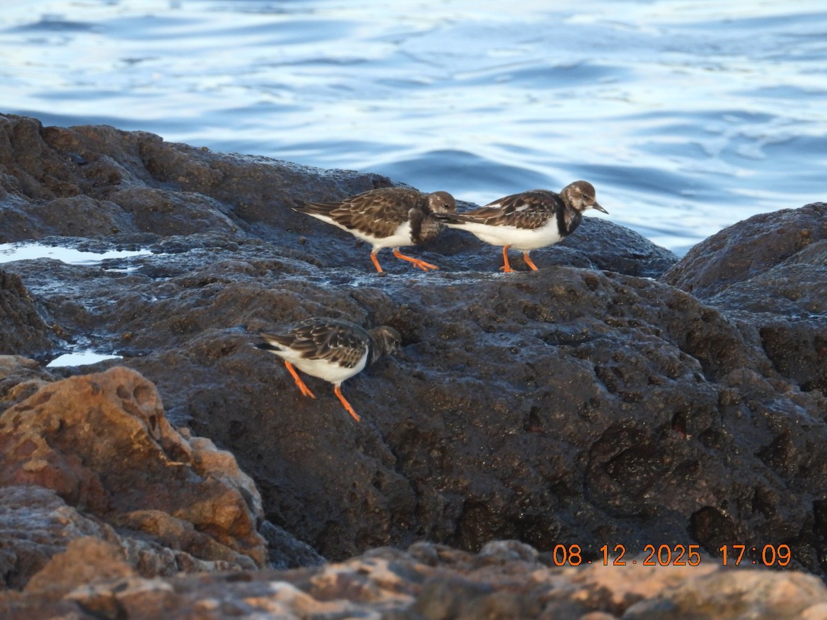 翻石鷸 - ML646610073