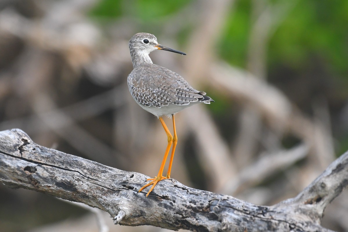 小黃腳鷸 - ML646610074