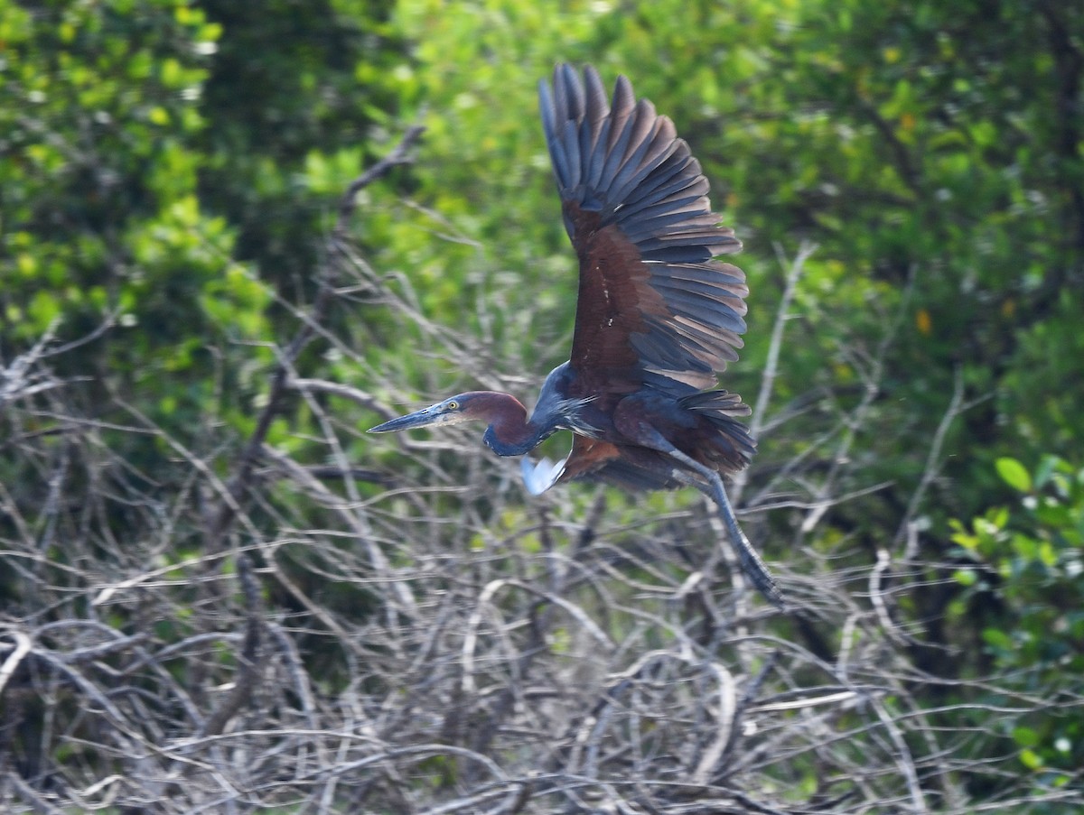 Goliath Heron - ML646610075