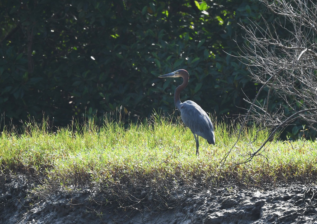 Goliath Heron - ML646610076
