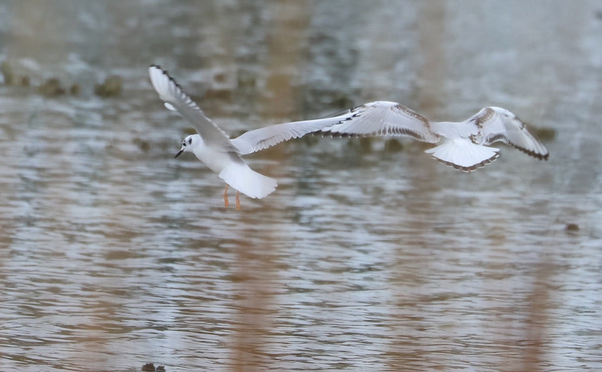 Bonaparte's Gull - ML646610077